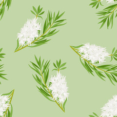 Tea tree green leaves and white flowers background. Vector seamless pattern with Melaleuca alternifolia or honey-myrtles. Cartoon flat style.