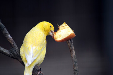 Vogel beim essen