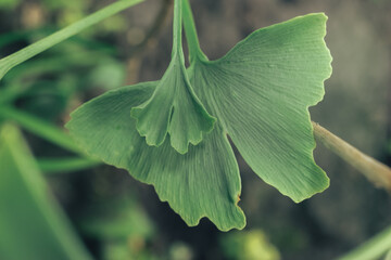 Aufkleber - Close up of green  leaf Ginkgo on a Ginkgo Biloba little tree. Macro photography view.