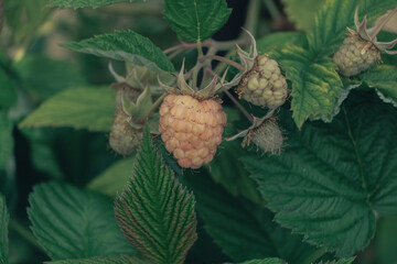 Poster - Beautiful fresh green raspberries on a raspberry bush, on a farm. Background fresh's young berries. Macro photography view.