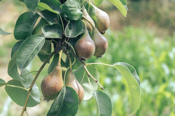 Poster - Small young fresh pears growing on a tree background.