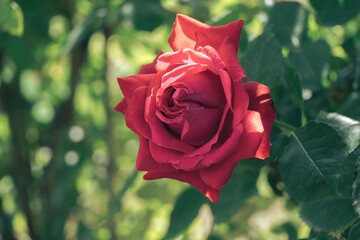 Poster - Close up red rose flower on a green garden  background. After the rain.