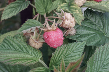 Poster - Beautiful fresh red raspberries on a raspberry bush, on a farm. Background fresh's young berries. Macro photography view.