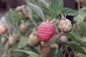 Poster - Beautiful fresh red raspberries on a raspberry bush, on a farm. Background fresh's young berries. Macro photography view.