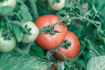 Poster - Beautiful fresh tomatoes flowering bush. Close up of a bush of red tomato. Natural background, large bush.