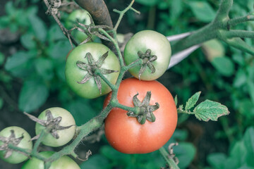 Poster - Beautiful fresh tomatoes flowering bush. Close up of a bush of red tomato. Natural background, large bush.