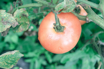 Poster - Beautiful fresh tomatoes flowering bush. Close up of a bush of red tomato. Natural background, large bush.