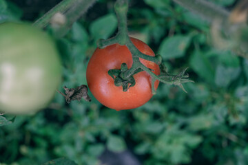 Poster - Beautiful fresh tomatoes flowering bush. Close up of a bush of red tomato. Natural background, large bush.