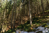 Fototapeta  - forest with snow on hill in spring season.