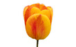 tulip one isolated on white background
