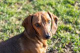 Fototapeta Psy - Dachshund dog in outdoor. Beautiful Dachshund standing on the green grass. Cute little dog on nature background
