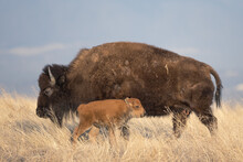 American Bison Mother And Baby