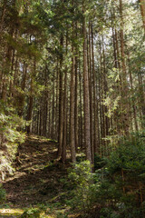 Wall Mural - Pine trees and sunlight on hill in forest.