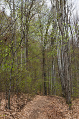 Wall Mural - Dirty road with dry leaves in spring forest.