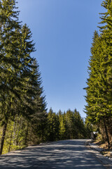 Wall Mural - Empty road with shadows in evergreen forest.