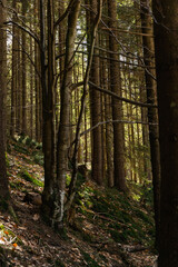 Wall Mural - Trees on hill in mountain forest.