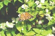 Motyl rusałka pokrzywnik