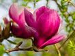 View of blooming magnolia flowers