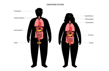 Canvas Print - Human endocrine system