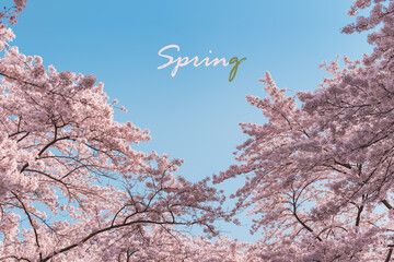 Spring postcard or spring banner. Blooming sakura trees with pink flowers in spring. Cherry blossom branches against the blue sky. Cherry blossom festival. Handwritten spring text