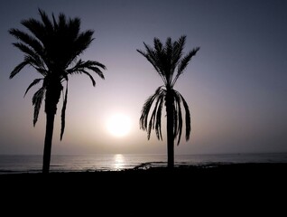 Wall Mural - Silhouetted Palm