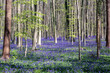 Magic Forest - purple flowers during spring in Hallerbos Belgium. 