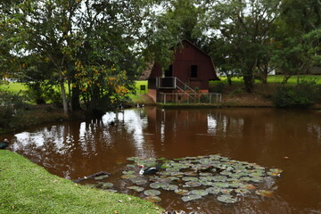 Bosque do lago