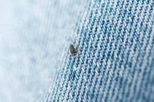 Small Insect Crawling On Blue Material