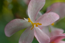 Pink Begonia Blossom Close Up