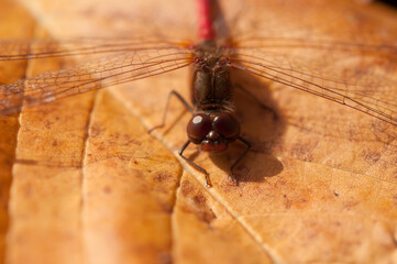 Wall Mural - close up of a dragonfly with a red body on a leaf 