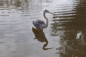 Wall Mural - great blue heron