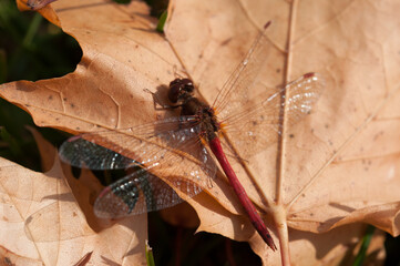 Wall Mural - close up of a dragonfly with a red body on a leaf 