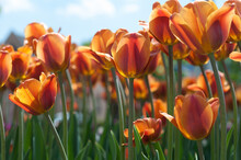 Field Of Tulips With Blue Sky In The City