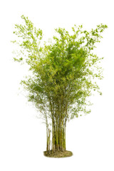 Wall Mural - isolated big bamboo tree on white background.large bamboo trees database botanical garden organizati