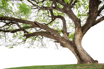 Wall Mural - isolated rain tree, common name : saman, rain tree, monkeypod, giant thibet, inga saman, cow tamarin