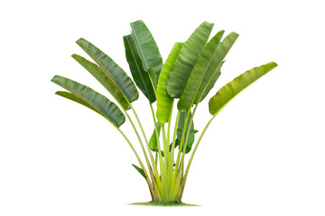 Wall Mural - ravenala madagascariensis isolated on white background. traveler's palm from madagaskar