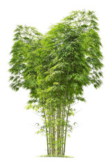 Wall Mural - isolated big bamboo tree on white background.large bamboo trees database botanical garden organizati