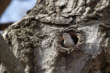 The White-breasted Nuthatch (Sitta Carolinensis) In The Nest Cavity