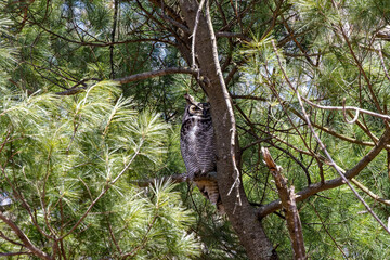 Poster - Male  Great horned owl (Bubo virginianus) hidden in the branches of a tree