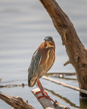 A Green Heron (Butorides Virescens) Perches On A Submerged Tree At The Sepulveda Basin Wildlife Reserve In Van Nuys, CA.