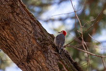 Red Bellied Woodpecker (Melanerpes Carolinus ). Natural Scene From Wisconsin.