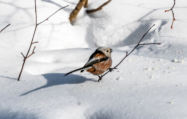 Sticker - robin on snow