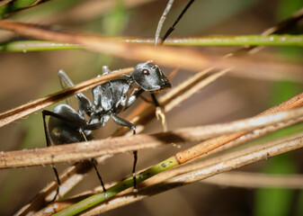 Wall Mural - subgenus myrma a member of spiny sugar ants genus polyrhachis