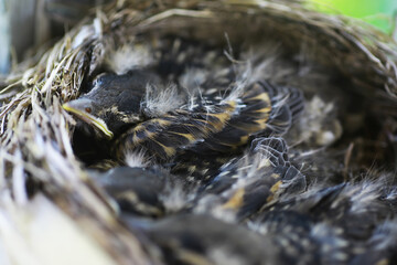 Sticker - Bird's nest with bird in early summer. Eggs and chicks of a small bird. Starling. Feeds the chicks.