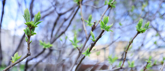 Wall Mural - spring branches shoots leaves seasonal background