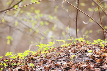Wall Mural - spring branches shoots leaves seasonal background