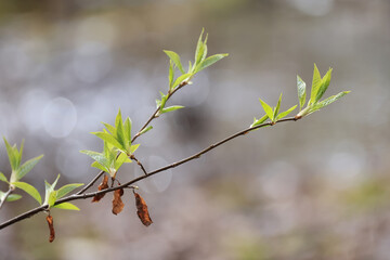 Wall Mural - spring branches shoots leaves seasonal background