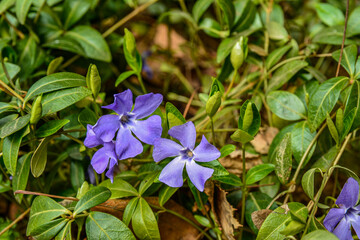 Canvas Print - Vinca minor lesser periwinkle ornamental flowers in bloom