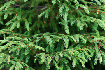 Wall Mural - green fresh fir branches seasonal background forest