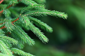 Wall Mural - green fresh fir branches seasonal background forest